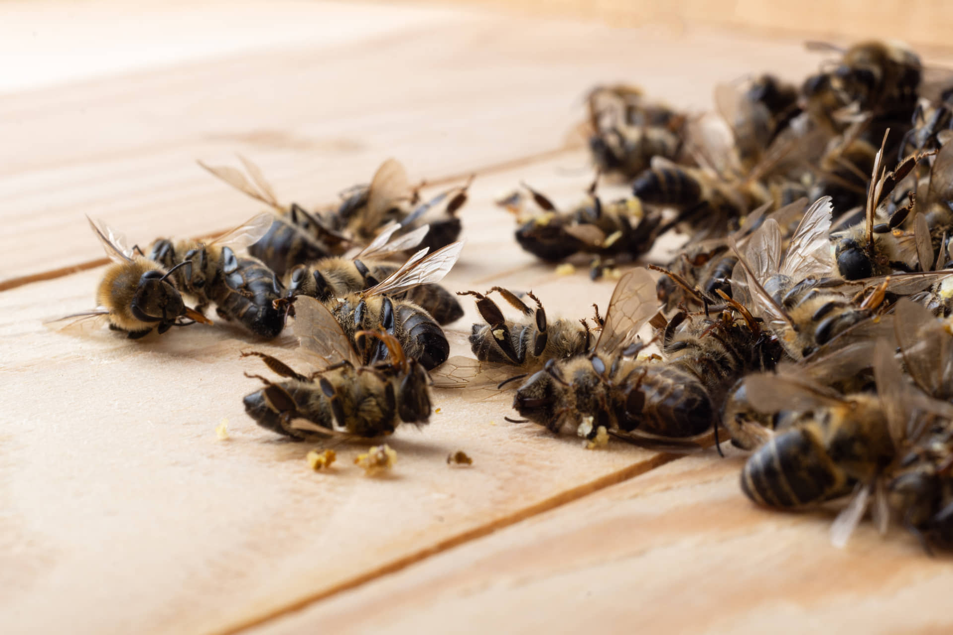 Early Signs Your Queen Is Failing and How to Respond - Modern Beekeeper